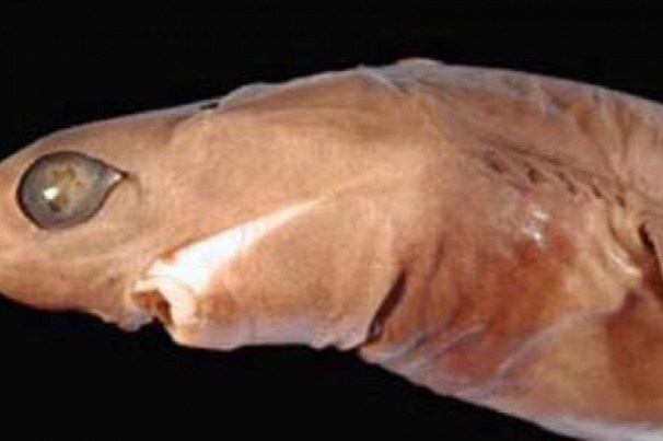O Isistius brasiliensis ou tubarão-charuto é uma espécie da família Dalatiidae, um squaliforme que vive nos oceanos quentes ao redor do mundoCredit...Noticias4Vision/Reprodução