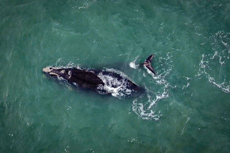 Baleias francas são visitantes frequentes do litoral Sul de Santa Catarina. FOTO: Rodolfo Espínola/Agência AL 