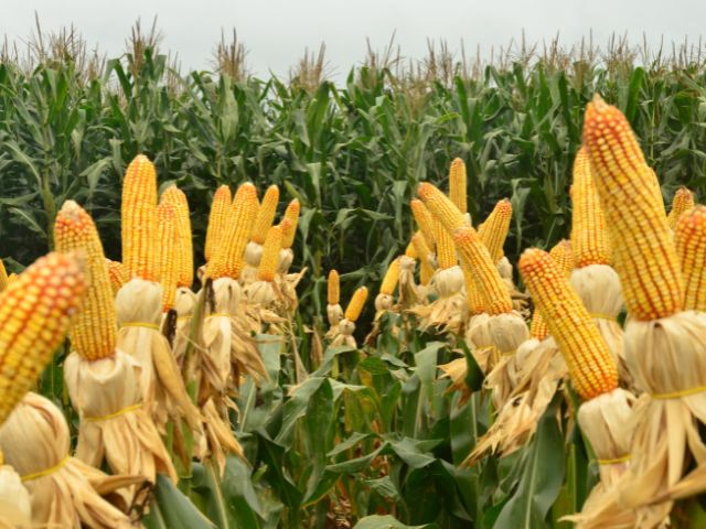 Os preços do milho devem seguir uma trajetória de elevação em virtude da redução da oferta do grão - (Foto: Divulgação/Epagri) 