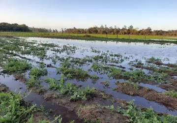 Algumas plantações ficaram completamente submersas, como esta de melancia em Içara, no Sul Catarinense - Foto: Divulgação/Epagri 