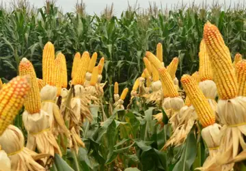 Os preços do milho devem seguir uma trajetória de elevação em virtude da redução da oferta do grão - (Foto: Divulgação/Epagri) 